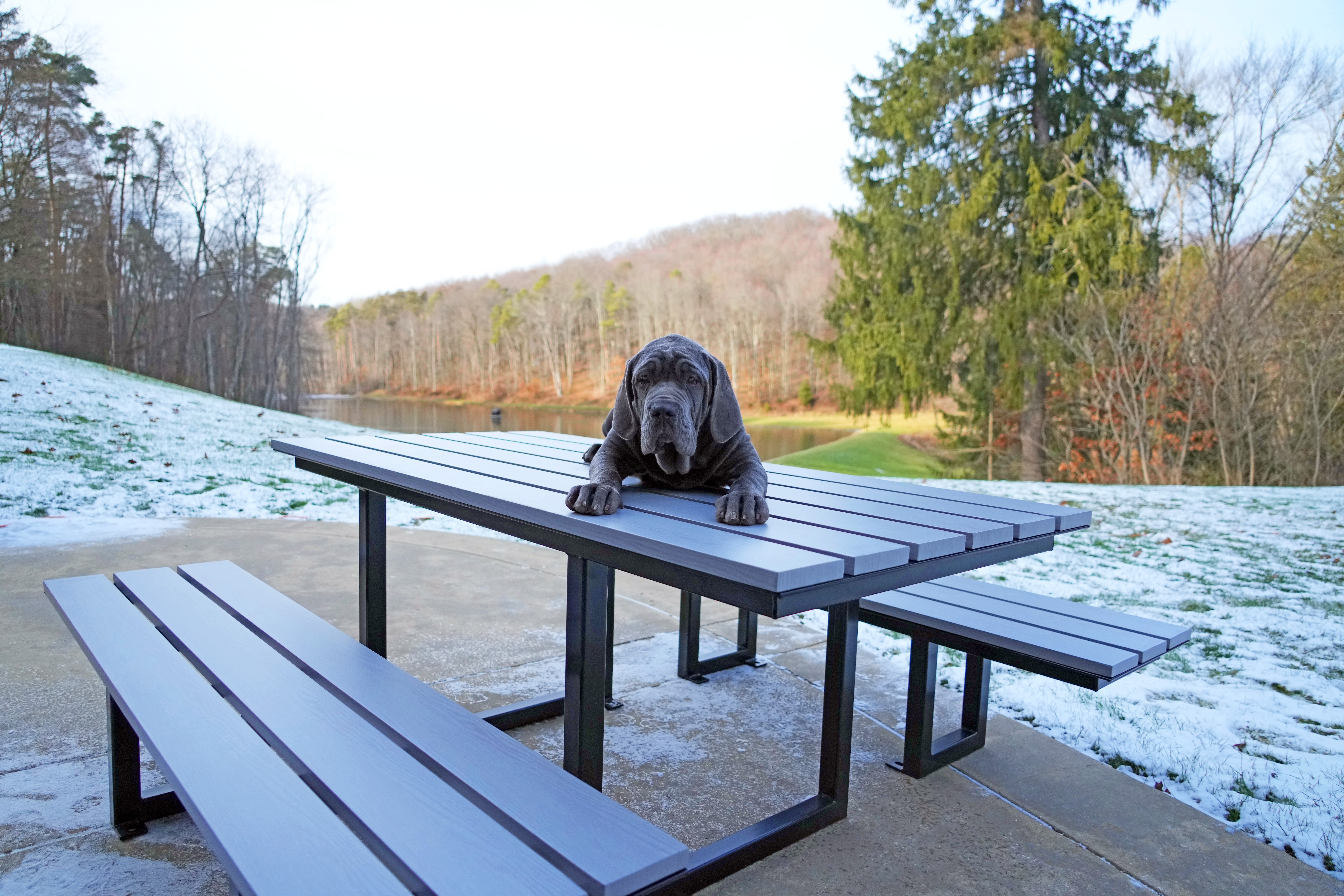 WM6 6 Weatheredgray Glossblack Patio Lake Starchers Dog Callie2