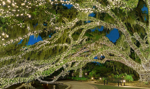 Image 10 Botanical Garden Lights