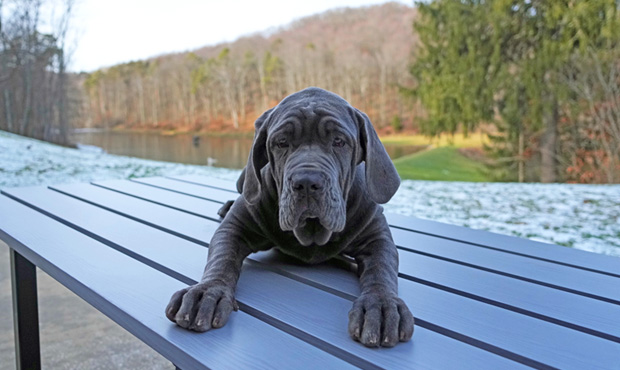 Image 6 Weatheredgray Dog