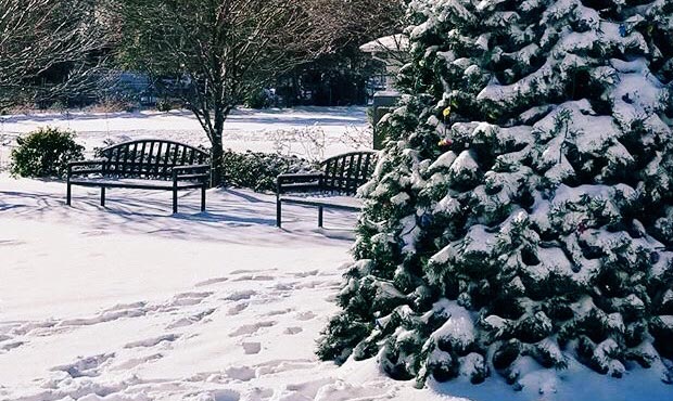 Blog Site Furniture Bench Tree Snow